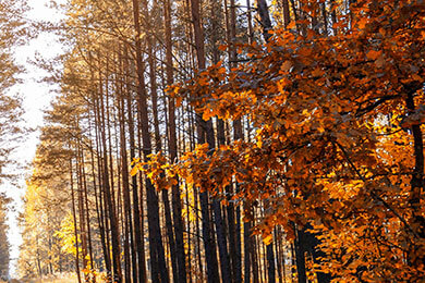 开云体育-TeamWE横扫MAD，Knight惊艳世界